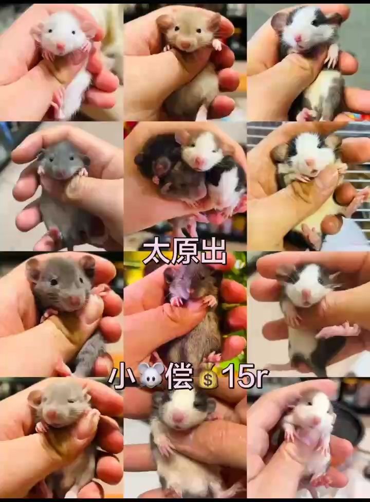 花枝鼠寶寶，花枝鼠寶寶的飼養與護理