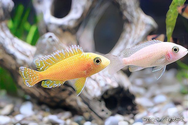 哪些魚適合加鹽治療，亞、東南亞、東南亞或非洲淡水解哪些魚適合加鹽治療