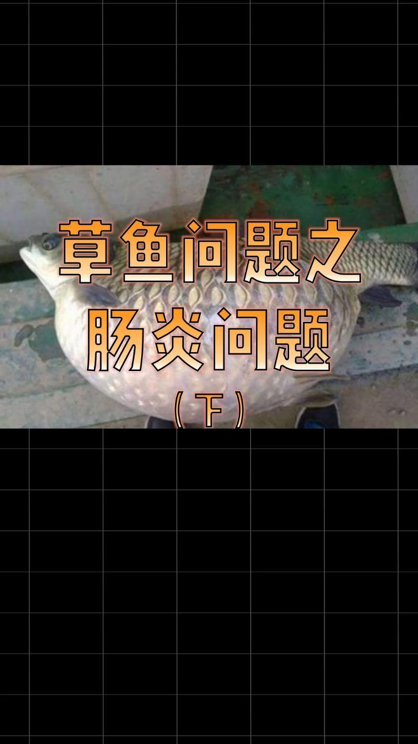 魚類細(xì)菌性腸炎病，夏季錦鯉四大細(xì)菌性魚病介紹