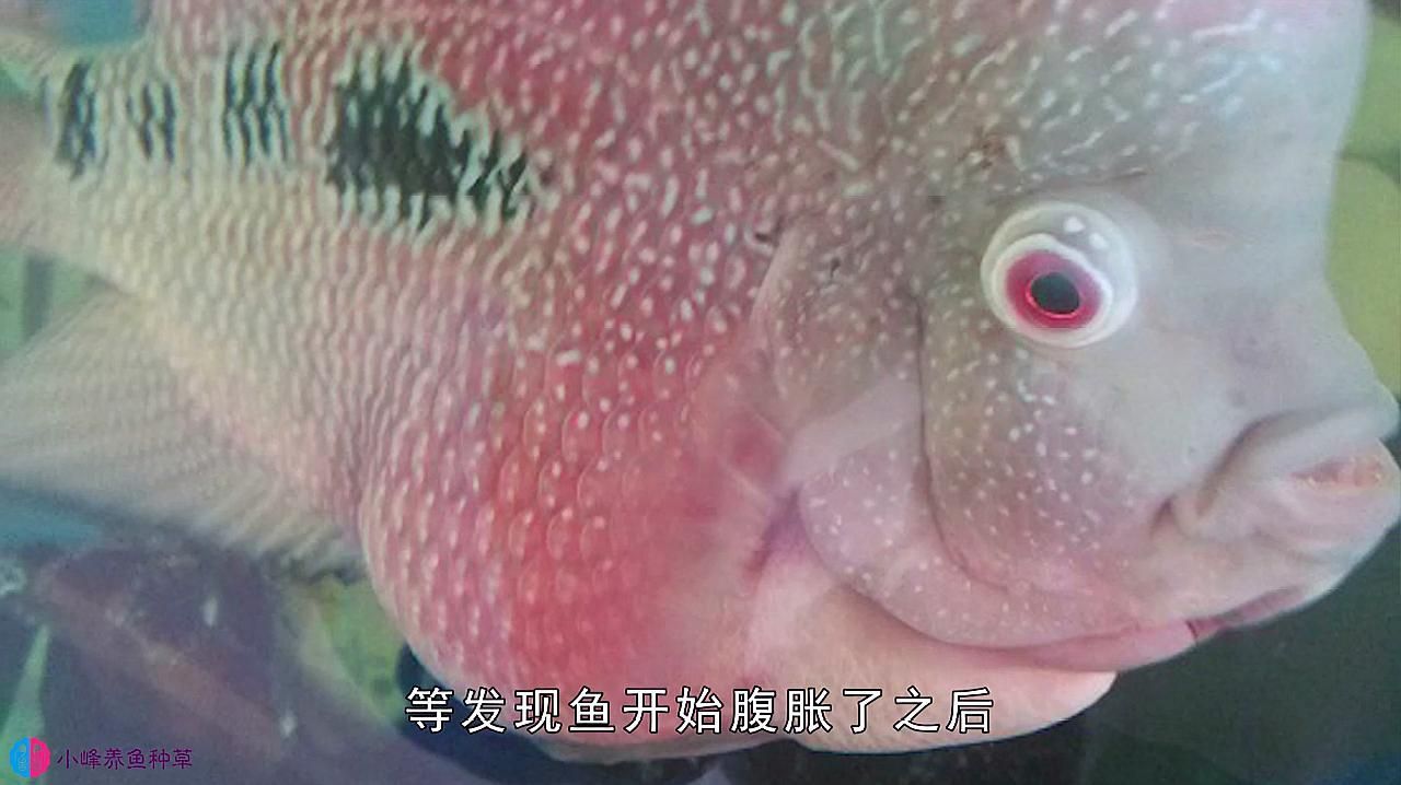 魚類細(xì)菌性腸炎病，夏季錦鯉四大細(xì)菌性魚病介紹