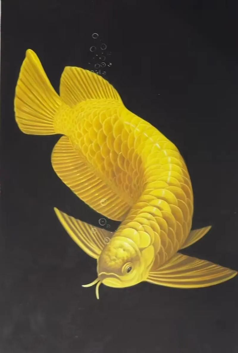 如何鑒別真假油畫金龍魚，如何鑒別油畫金龍魚
