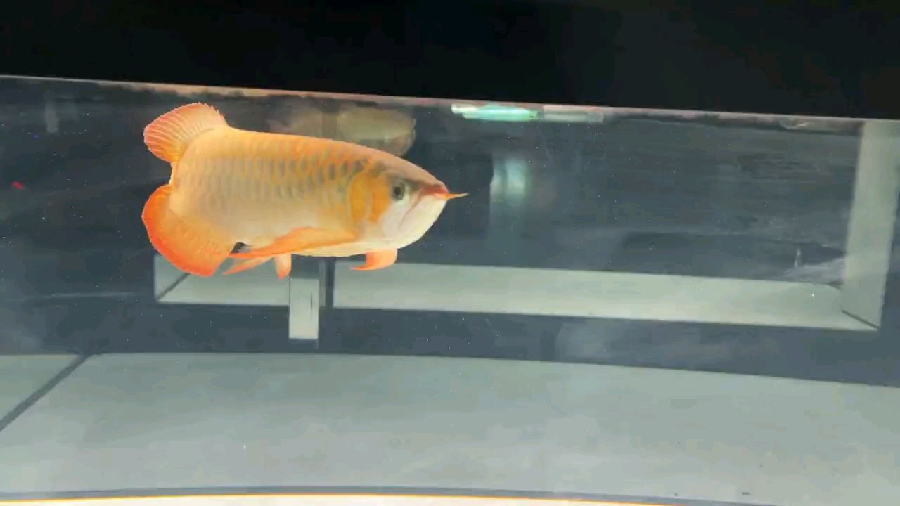 這魚值得入手嗎？，購買特定魚類是否明智