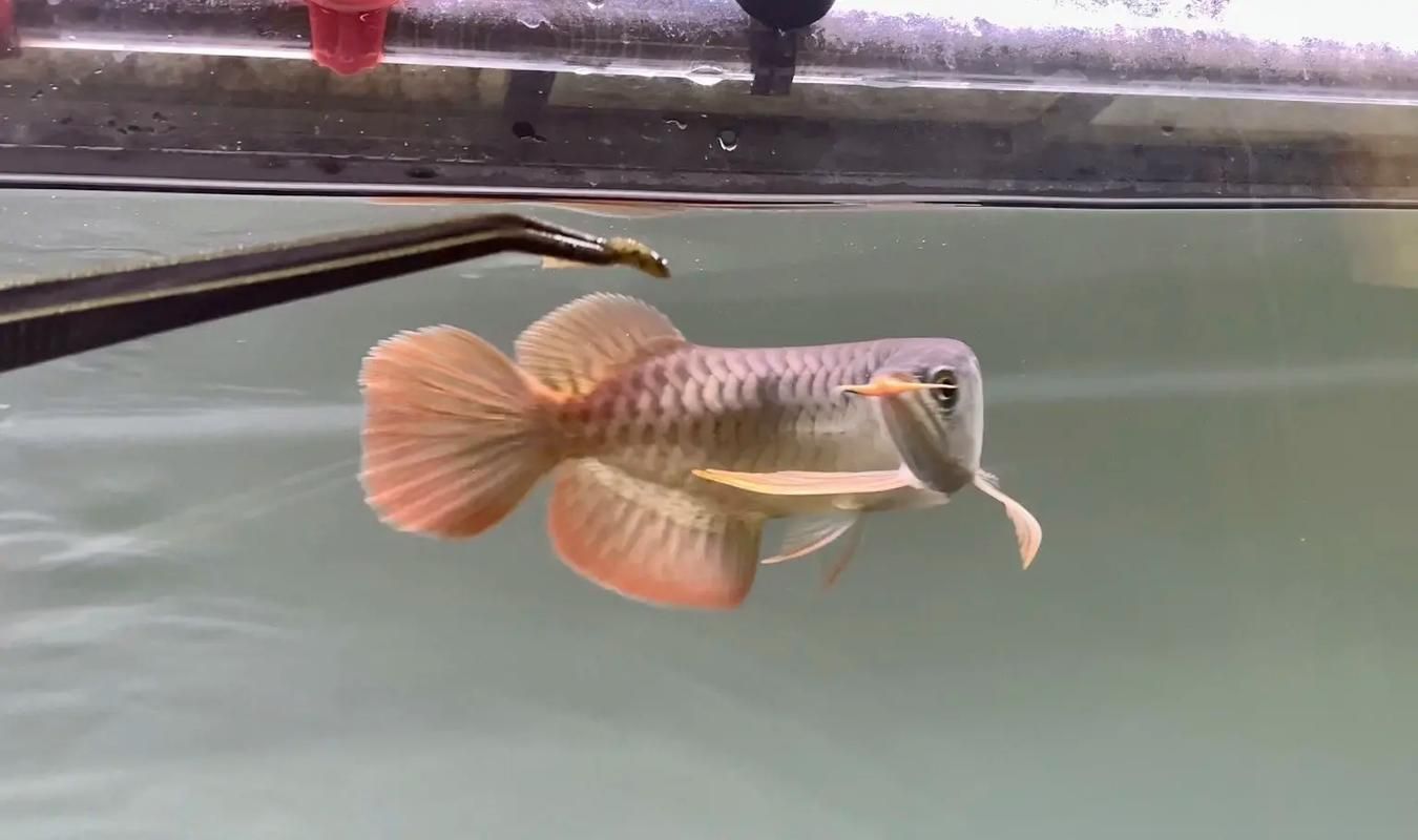 龍魚后三鰭撐開有哪些征兆，關(guān)于龍魚后三鰭異常撐開