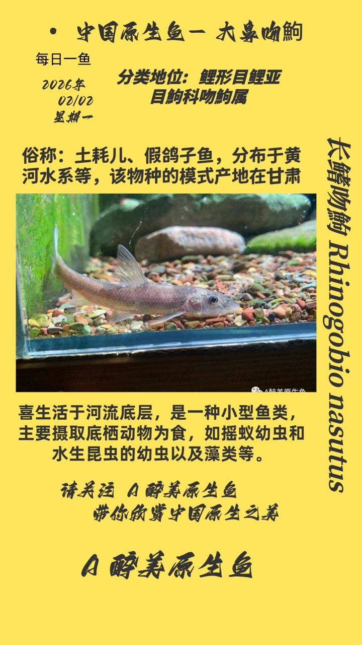 大鼻吻鮈，大鼻吻[需手動填充]是一種淡水魚類