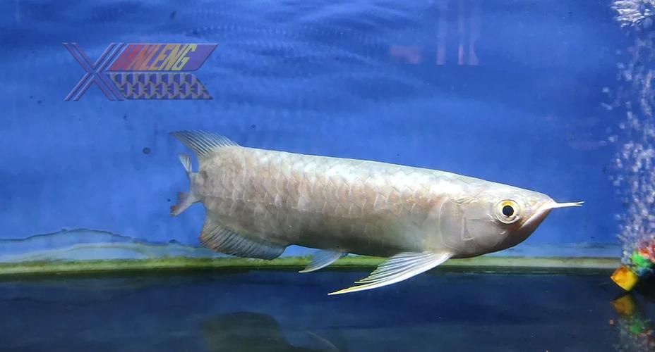 福滿鉆魚和祥龍魚場有何關聯？，“福滿鉆魚和祥龍魚場之間的存在關聯之間的關聯信息