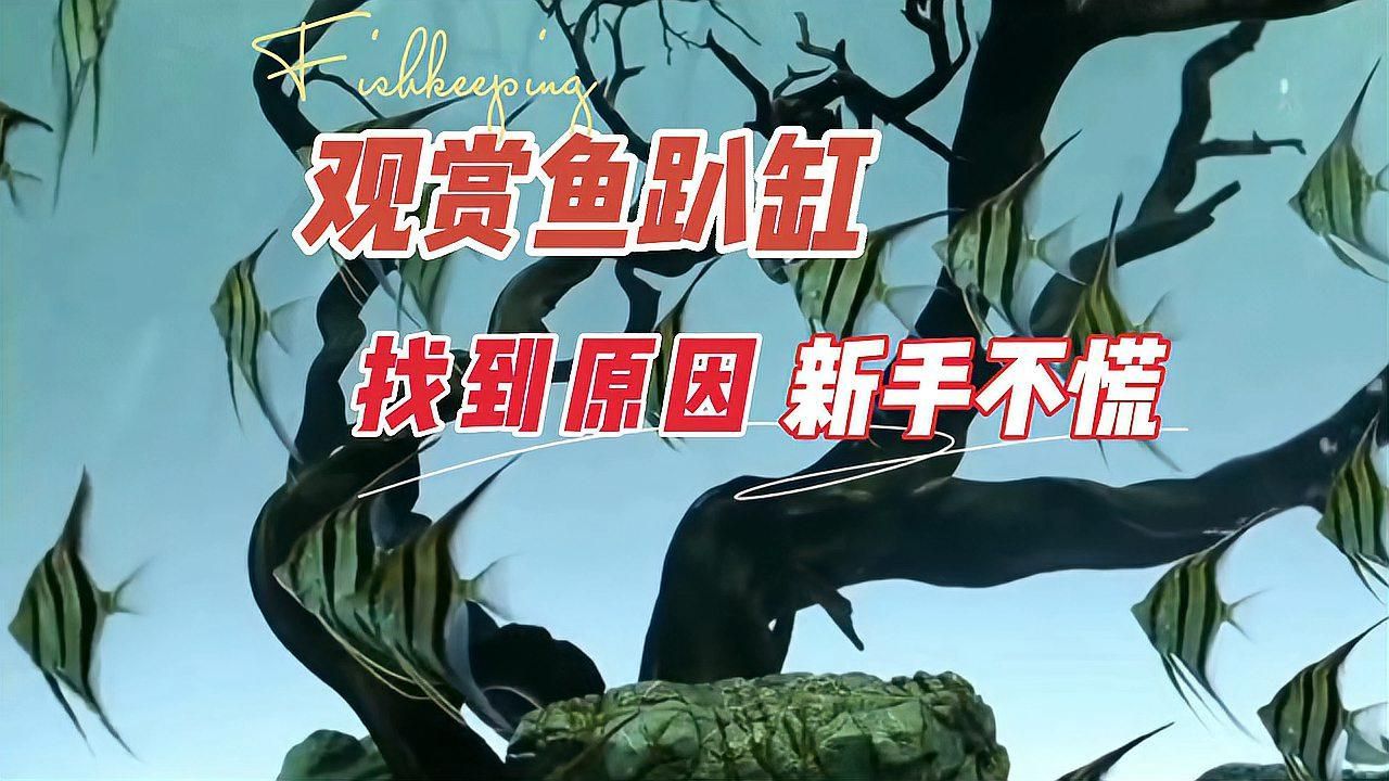 魚兒趴缸底多久會死，養(yǎng)魚筆記第3季95集養(yǎng)魚志01:06魚趴在魚缸底下不愛動是怎么回事