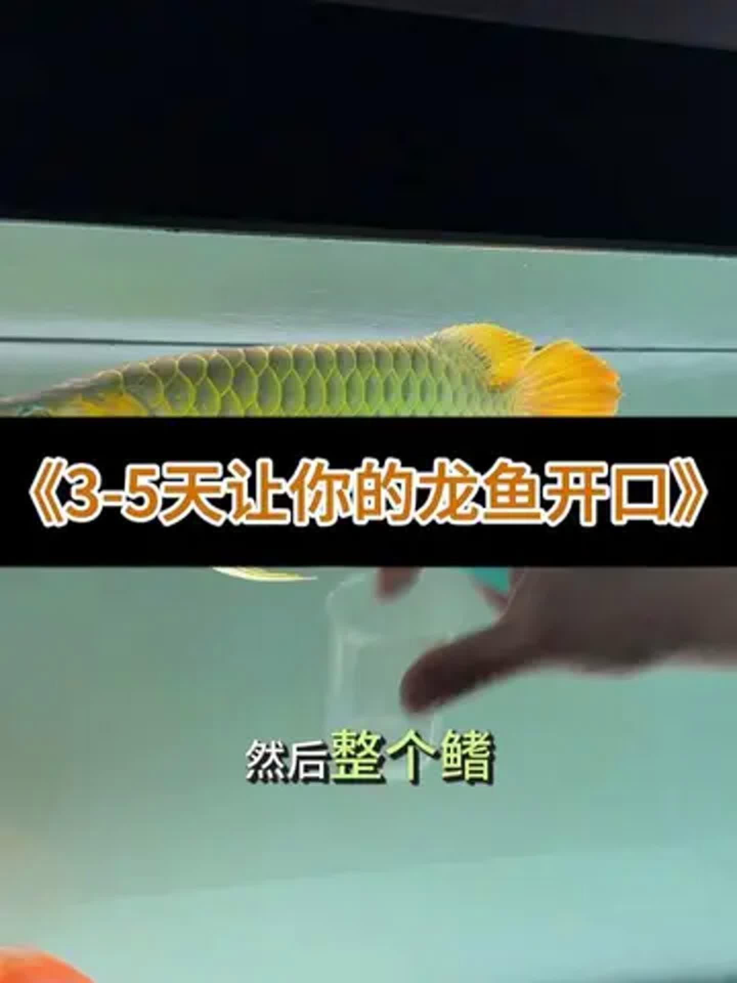 龍魚不吃食時應該如何處理？，喵趣橫生小分隊，龍魚不吃食解決攻略