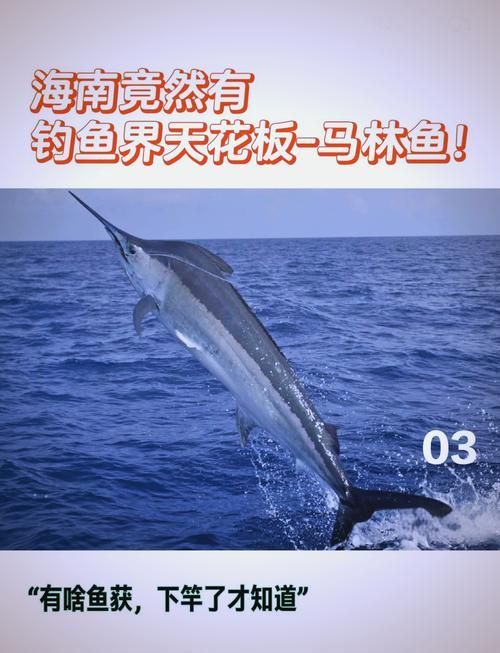 BTL品牌有哪些代表魚只，btl品牌有哪些代表魚只