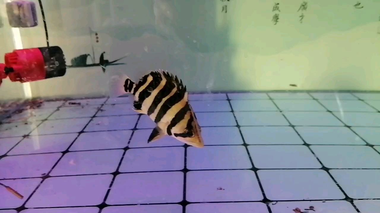 虎魚，neolamprologusbrasiliensis