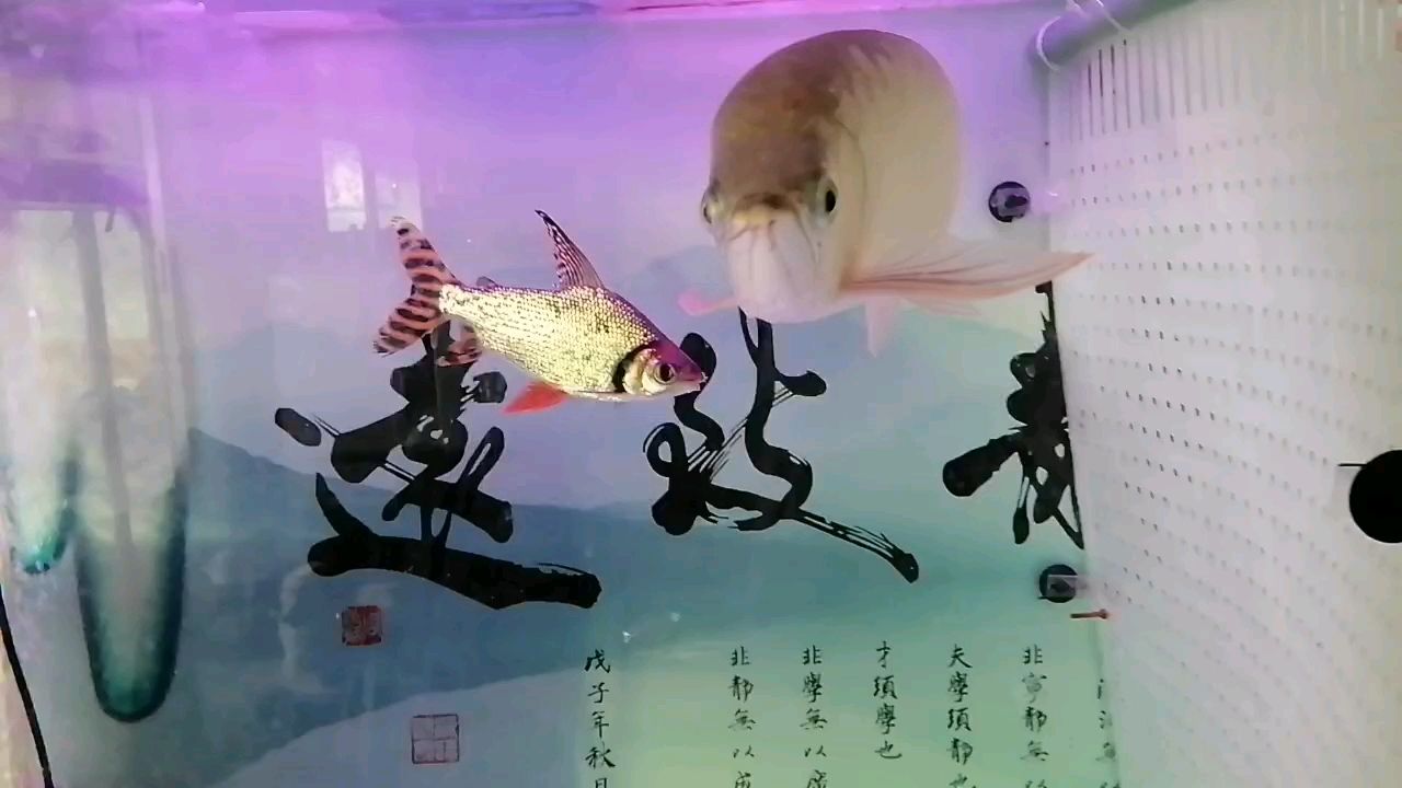 龍鳳呈祥，中國傳統文化中“龍鳳呈祥”的象征意義及其在現代社會應用