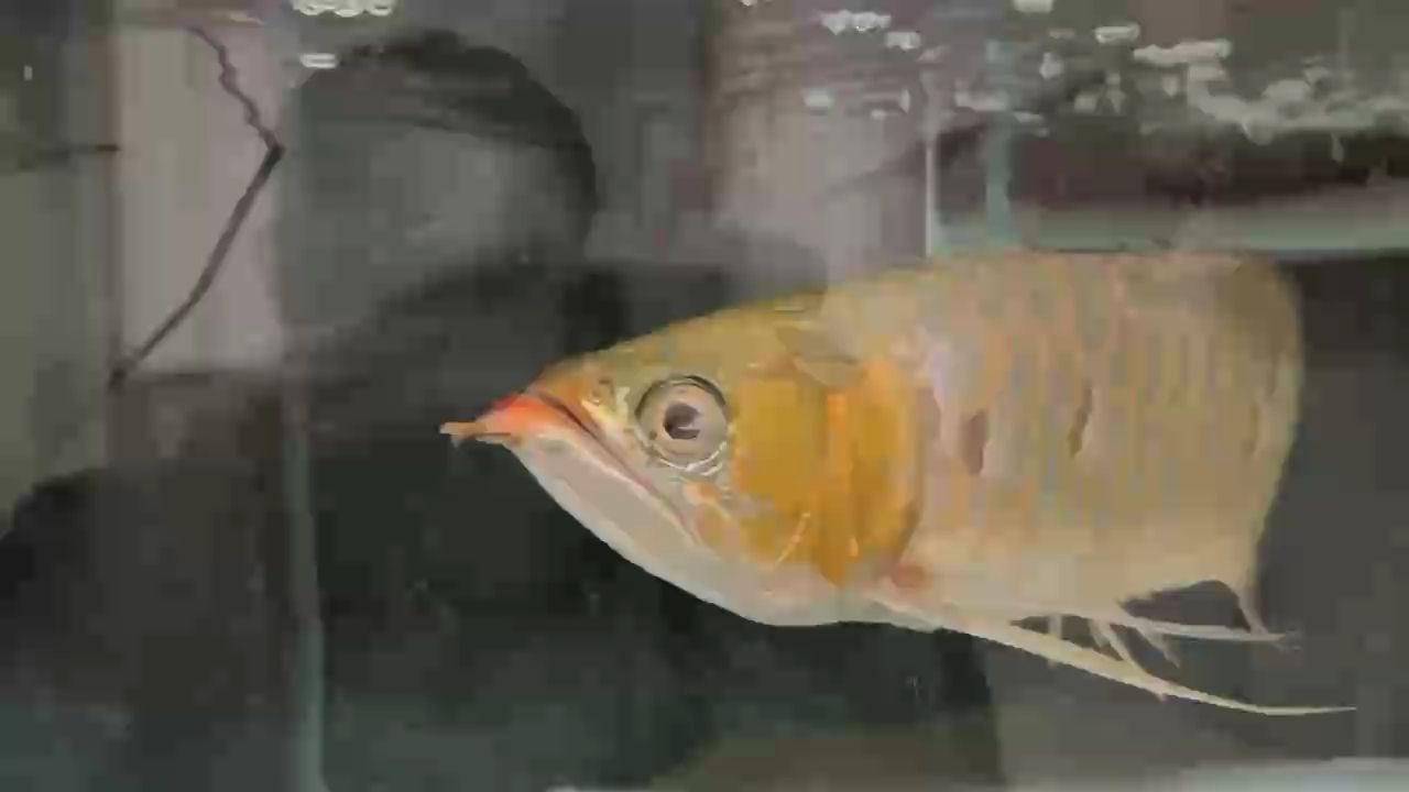 一天兩換3點還在換水、一次換3/4
蒙眼好的很快   愛魚的人就是不一樣[愛心]，——蒙眼養魚法，快速見效的秘訣