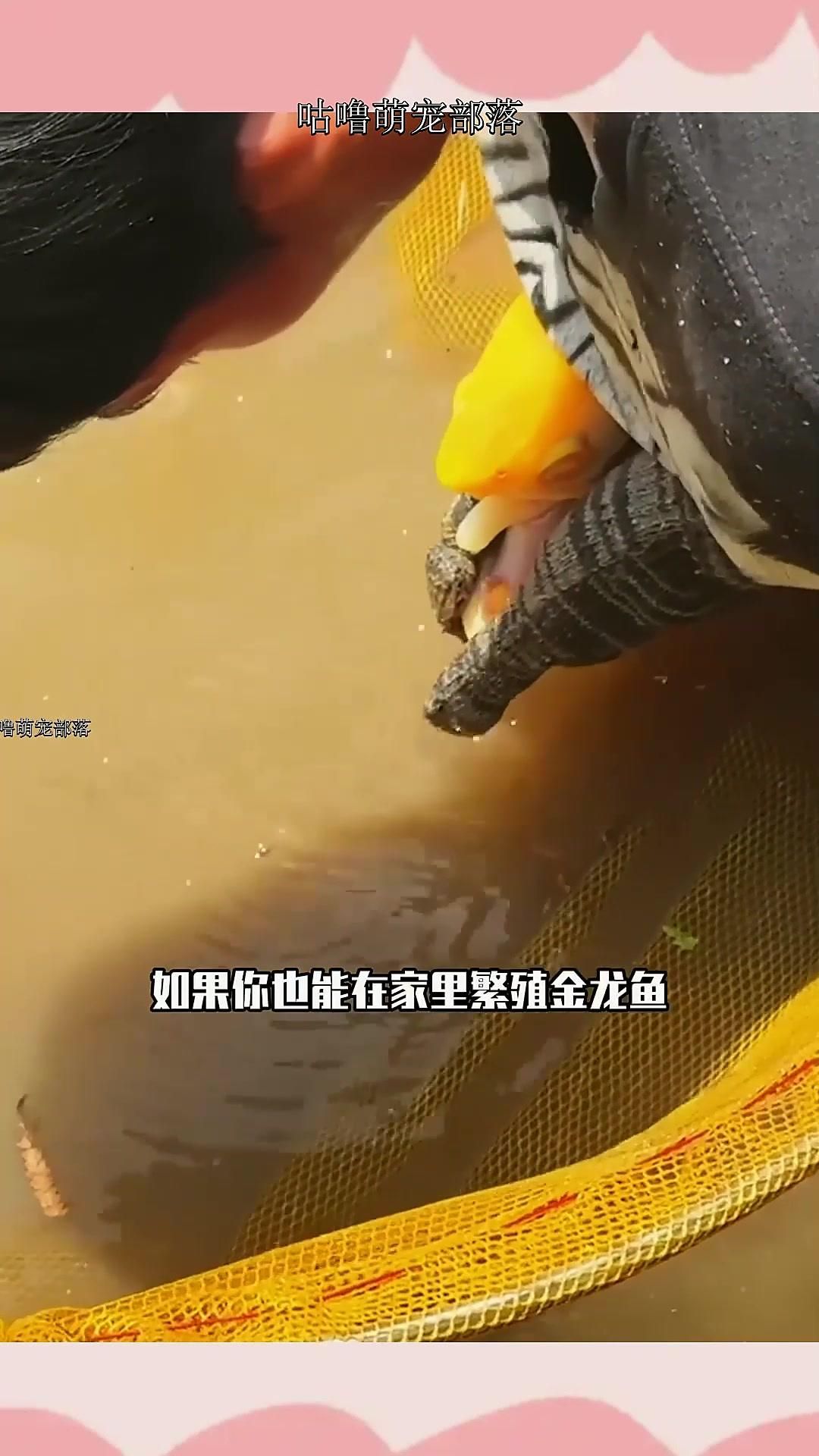 自家養(yǎng)的金龍魚(yú)可以繁殖嗎，自家養(yǎng)的金龍魚(yú)是否可以繁殖
