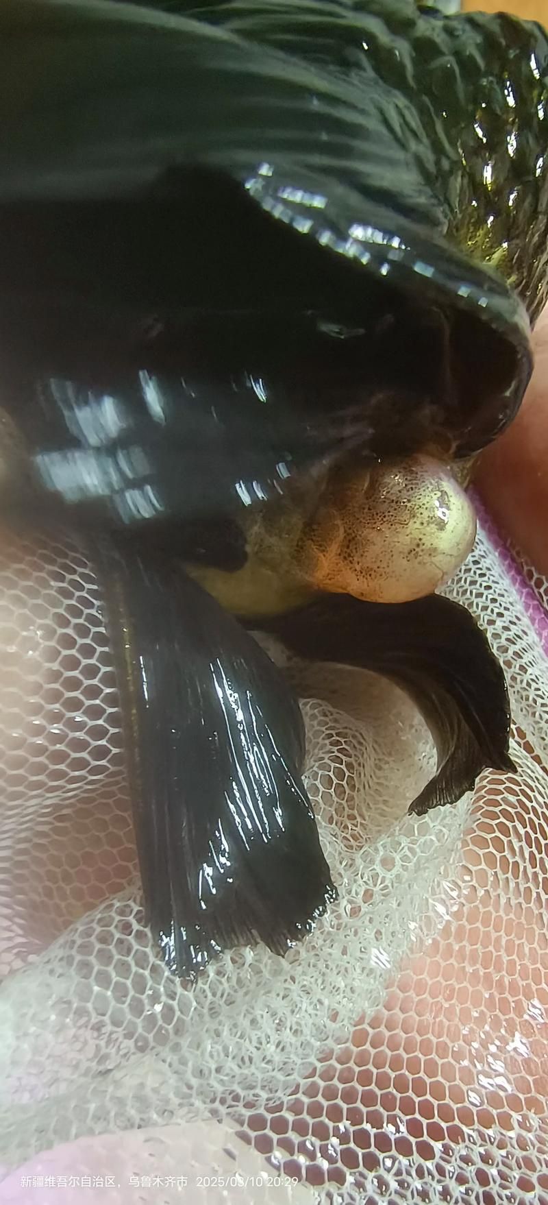 如何判斷魚是否得了內(nèi)寄或腸炎，白便、拖便、漂便、拖便、拖便、漂便、拖便、漂便、漂便