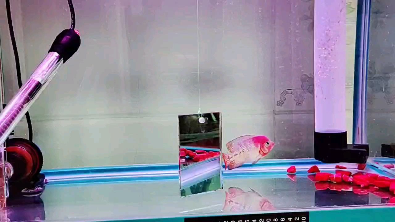 各位大佬，幫忙看看！，ai在教育中的應用與挑戰(zhàn)，郭建成評論：重血古典