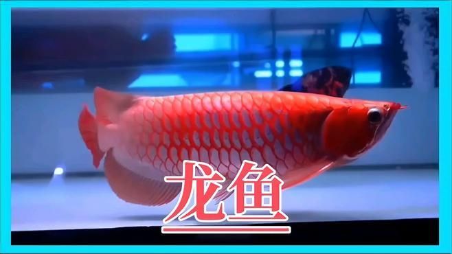 寶坻龍魚與觀賞魚龍魚有何區別？，寶坻地區魚類有名為“寶坻龍魚”嗎？