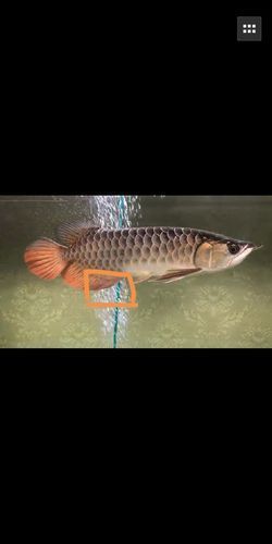 有哪些方法可以促進龍魚腹鰭再生？，促進龍魚腹鰭再生的方法