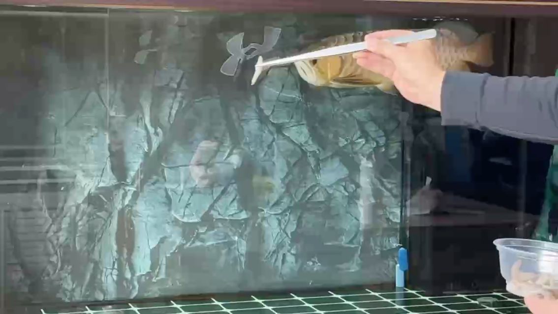 這條炮彈頭，行嗎，綠意火花老壁燈app評論：炮彈頭過背