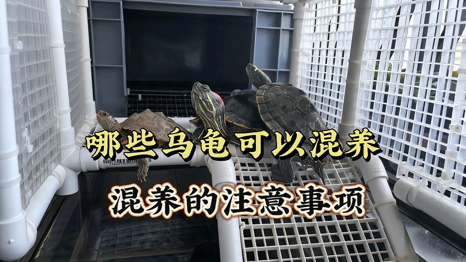 如何降低龍龜混養(yǎng)的風險，烏龜可以混養(yǎng)嗎