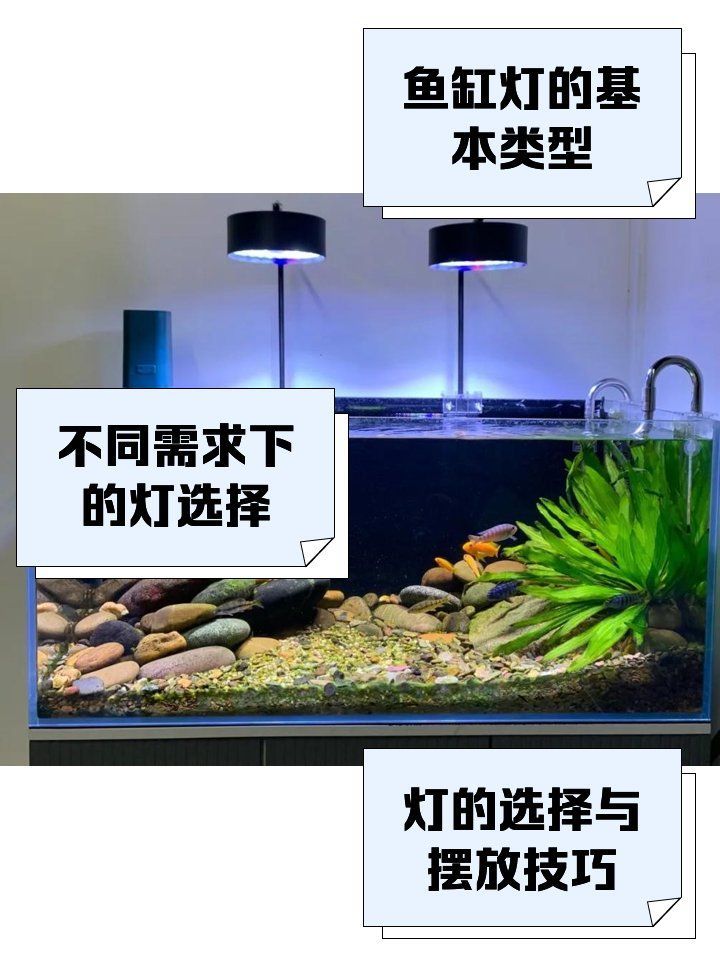 魚缸光源中還有哪些類型？，如何選擇適合海水缸的光源？