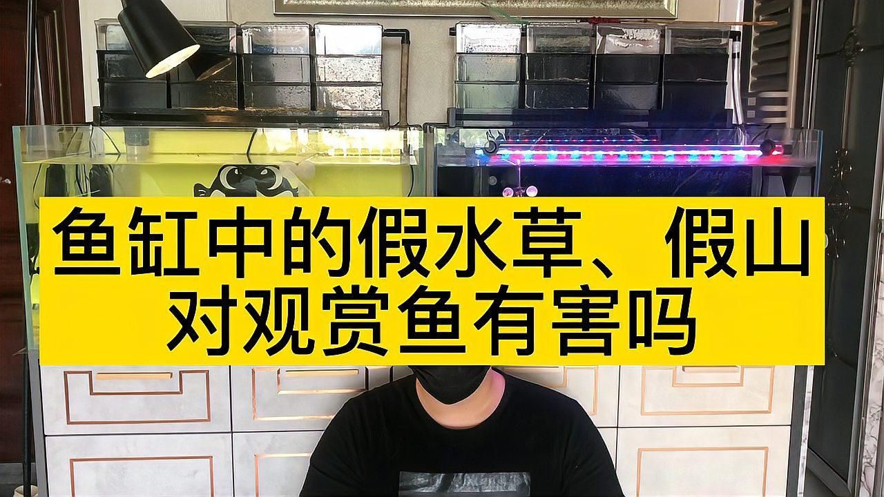 有哪些魚缸裝飾品是禁忌的，裝飾品的選擇對魚缸裝飾品的選擇對魚有害嗎