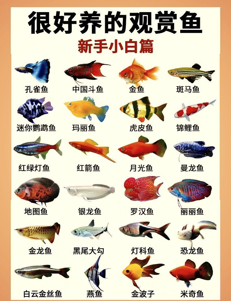 哪些魚適合家庭飼養，家庭養什么樣的魚好？