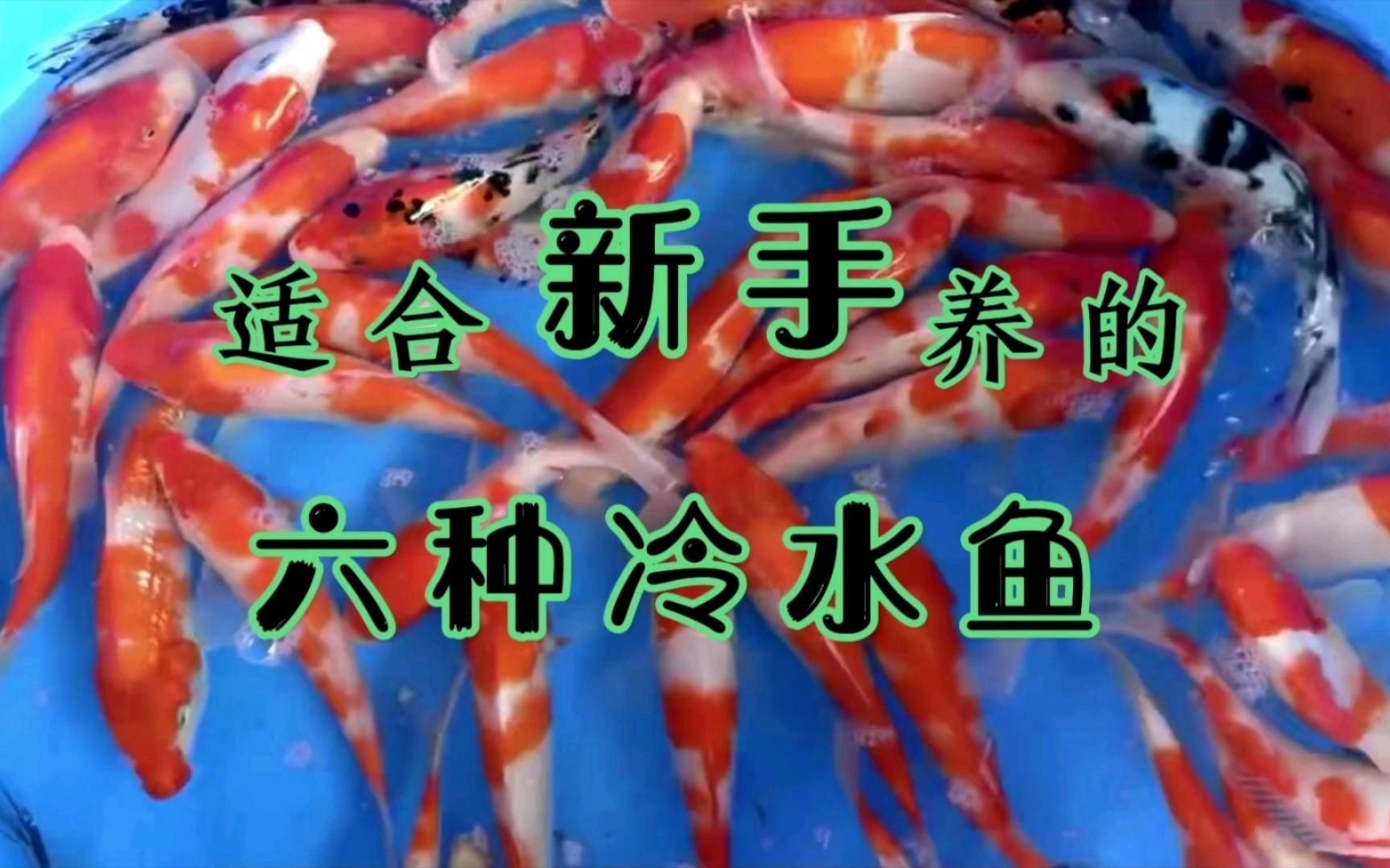 哪些魚適合家庭飼養，家庭養什么樣的魚好？