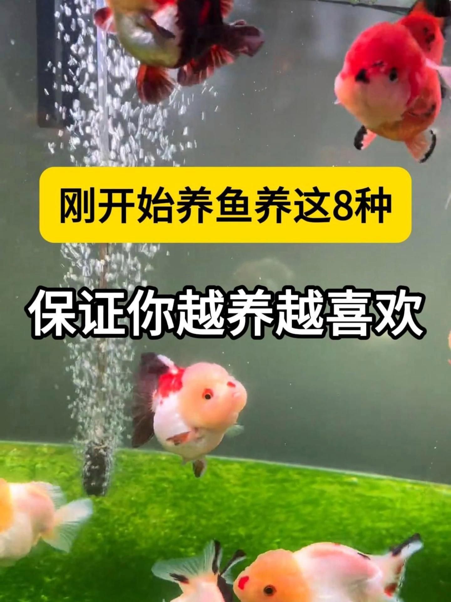 哪些魚適合家庭飼養，家庭養什么樣的魚好？