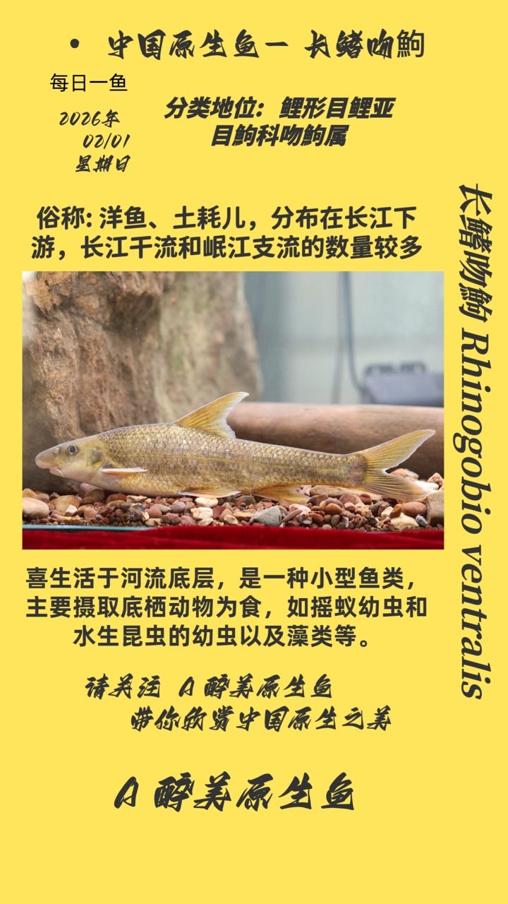 長鰭吻鮈，長鰭吻鮈在水產養殖業中