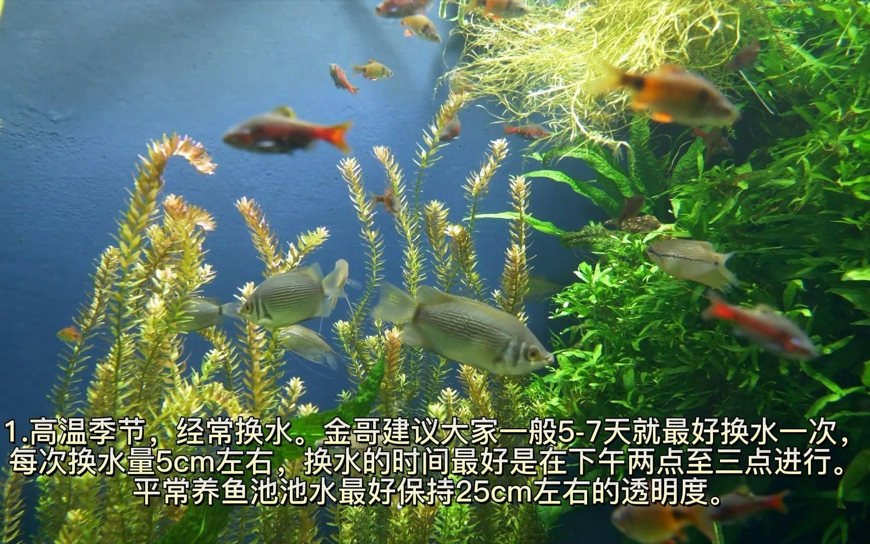 如何預防魚暗浮頭和真缺氧浮頭，暗浮頭和真缺氧浮頭如何預防？