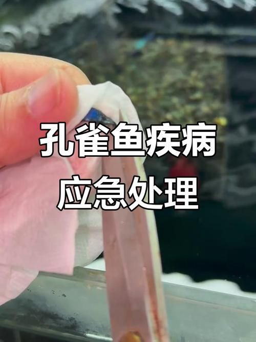 給我一些孔雀魚爛尾病的圖片，關于孔雀魚爛尾病的一些圖片