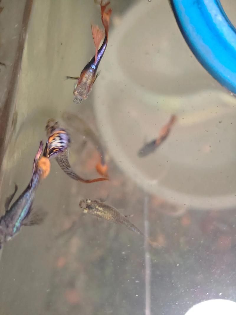 給我一些孔雀魚爛尾病的圖片，關于孔雀魚爛尾病的一些圖片