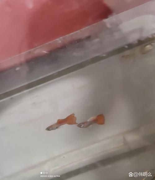給我一些孔雀魚爛尾病的圖片，關于孔雀魚爛尾病的一些圖片