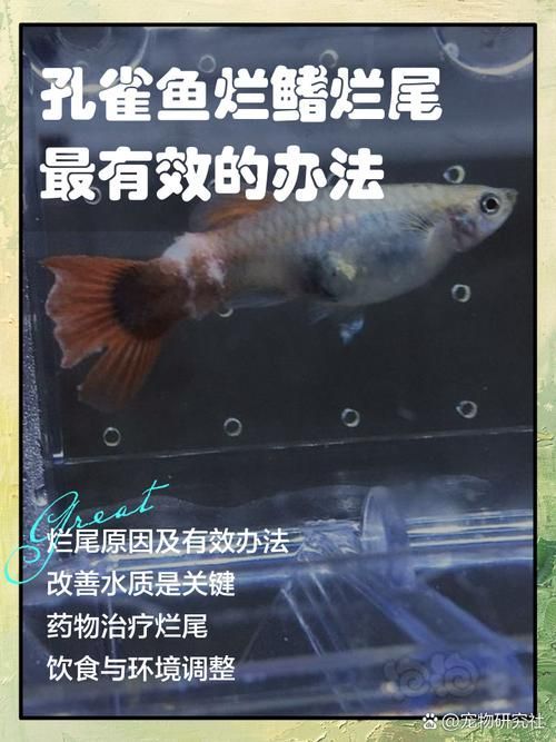 給我一些孔雀魚爛尾病的圖片，關于孔雀魚爛尾病的一些圖片