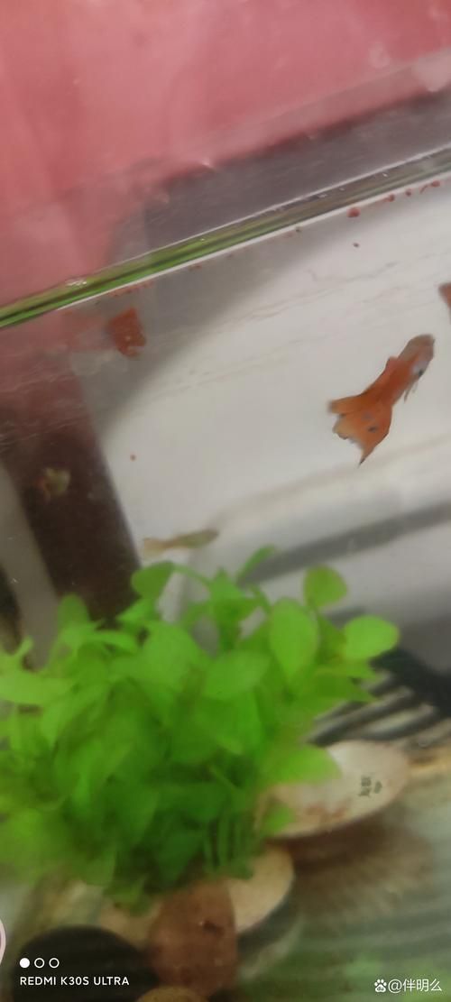 給我一些孔雀魚爛尾病的圖片，關于孔雀魚爛尾病的一些圖片