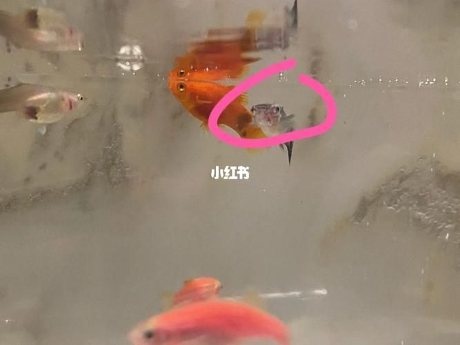 給我一些孔雀魚爛尾病的圖片，關于孔雀魚爛尾病的一些圖片