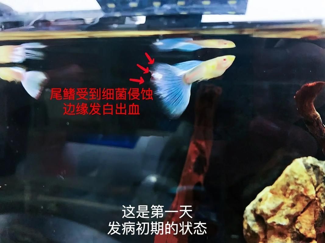 給我一些孔雀魚爛尾病的圖片，關于孔雀魚爛尾病的一些圖片