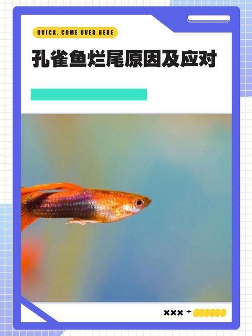 給我一些孔雀魚爛尾病的圖片，關于孔雀魚爛尾病的一些圖片