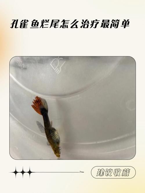 給我一些孔雀魚爛尾病的圖片，關于孔雀魚爛尾病的一些圖片