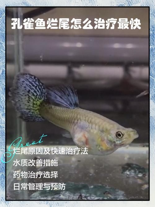 給我一些孔雀魚爛尾病的圖片，關于孔雀魚爛尾病的一些圖片
