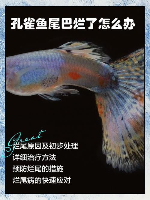 給我一些孔雀魚爛尾病的圖片，關于孔雀魚爛尾病的一些圖片