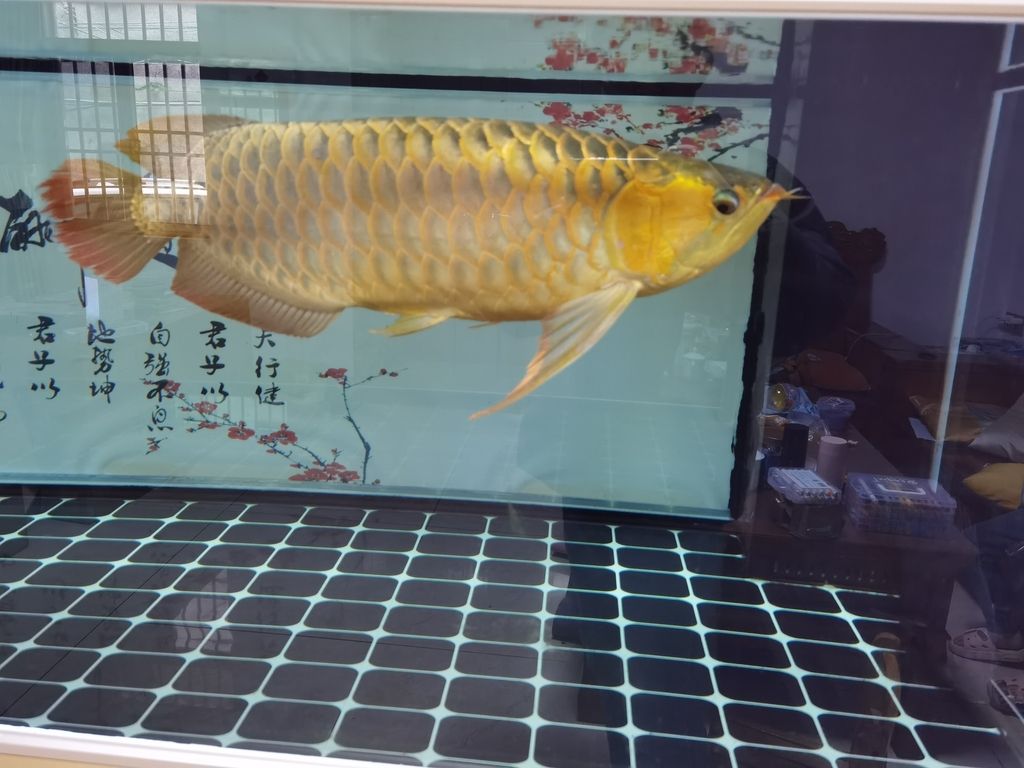 ，_阿銀評論全球變暖對農(nóng)業(yè)的影響及其應(yīng)對策略 ，_阿銀評論全球變暖對農(nóng)業(yè)的影響及其應(yīng)對策略 龍魚論壇