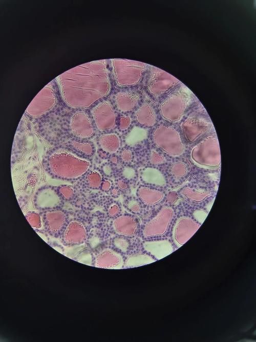 黃粉和甲基藍的用量如何控制，何和甲基藍（甲基藍（甲基藍（methyleneblue）