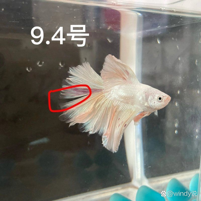如何判斷魚類傷口愈合情況，如何判斷魚類傷口愈合