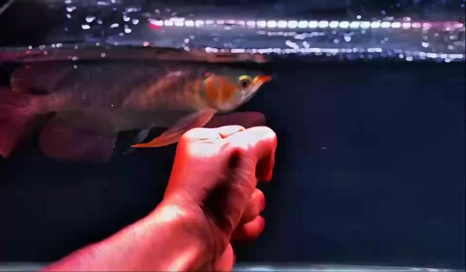 更新，i00wvbla評論：人工智能在醫療領域的應用