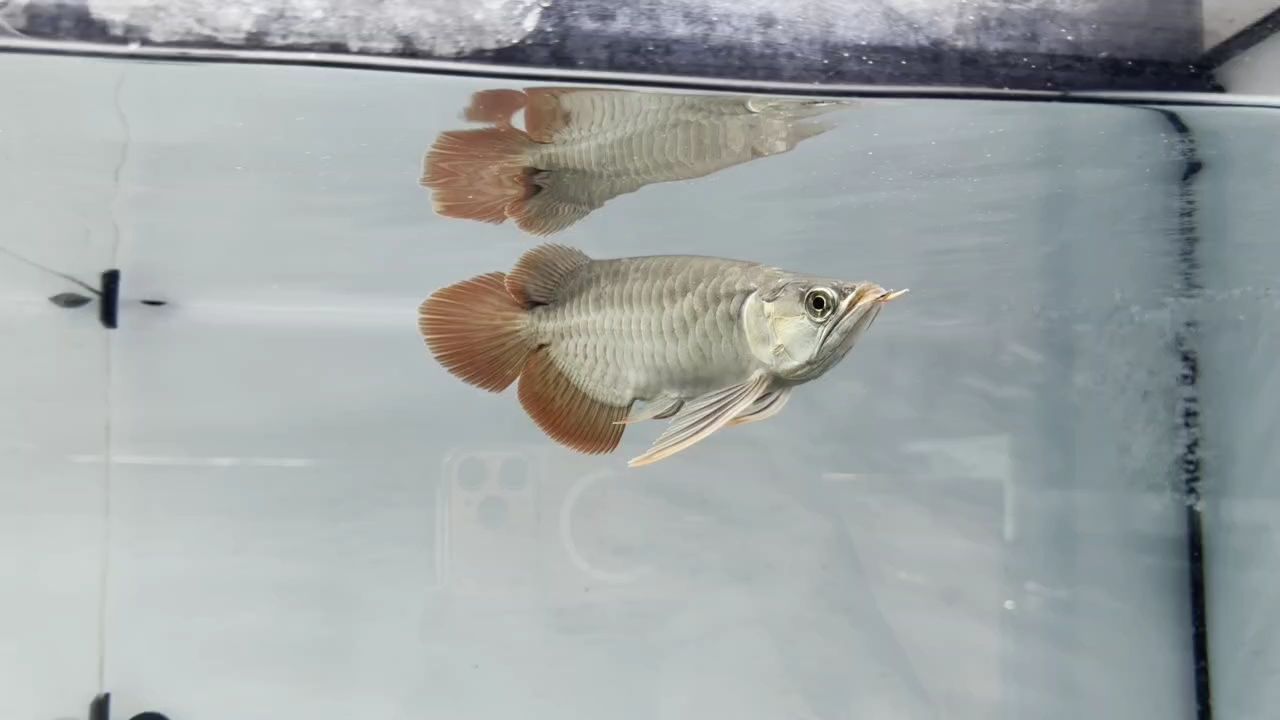 2026.1.31回國的第一天，2026.1.31回國的第一天，芝麻狐258評論打卡