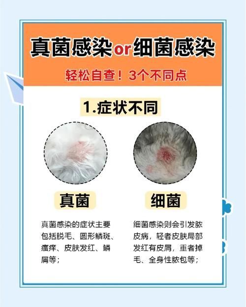 能否提供真菌和細菌感染的對比圖，如何區別真菌和細菌感染