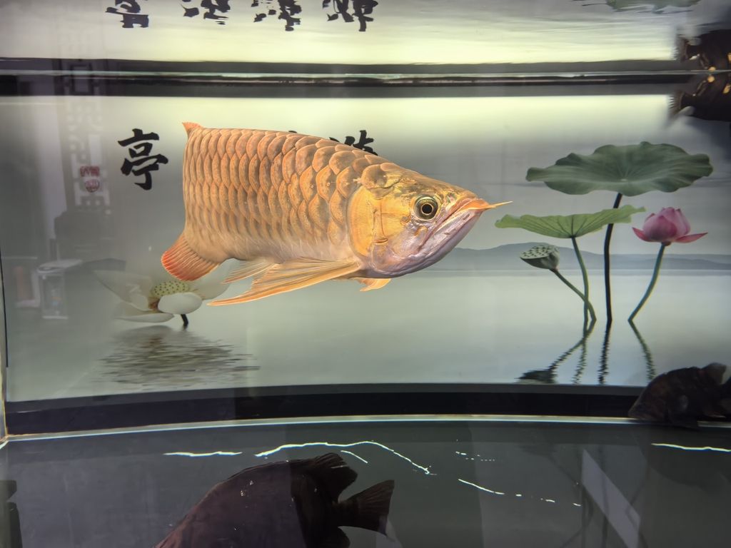 堅持愛好，_阿銀評論：堅持愛好對提升生活質量的積極作用