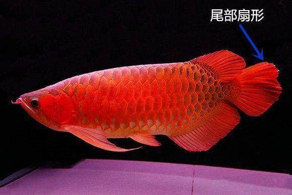 清遠(yuǎn)龍魚(yú)有哪些知名品牌？，清遠(yuǎn)龍魚(yú)品牌選購(gòu)指南，清遠(yuǎn)龍魚(yú)市場(chǎng)價(jià)格是多少
