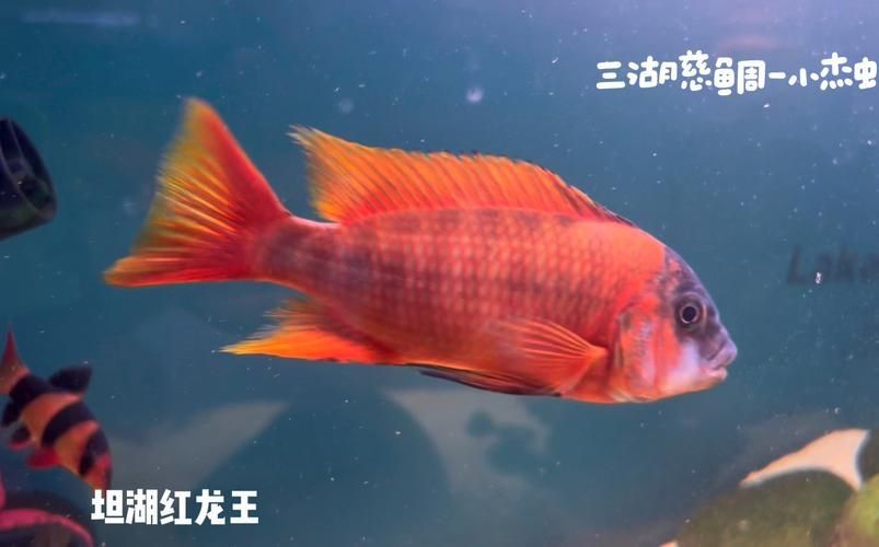 清遠(yuǎn)龍魚(yú)有哪些知名品牌？，清遠(yuǎn)龍魚(yú)品牌選購(gòu)指南，清遠(yuǎn)龍魚(yú)市場(chǎng)價(jià)格是多少