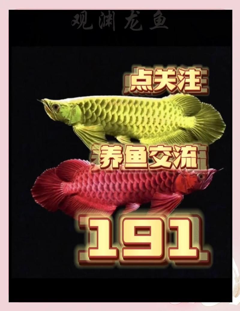 如何判斷一條龍魚是否血統純正？，如何判斷一條龍魚是否純正